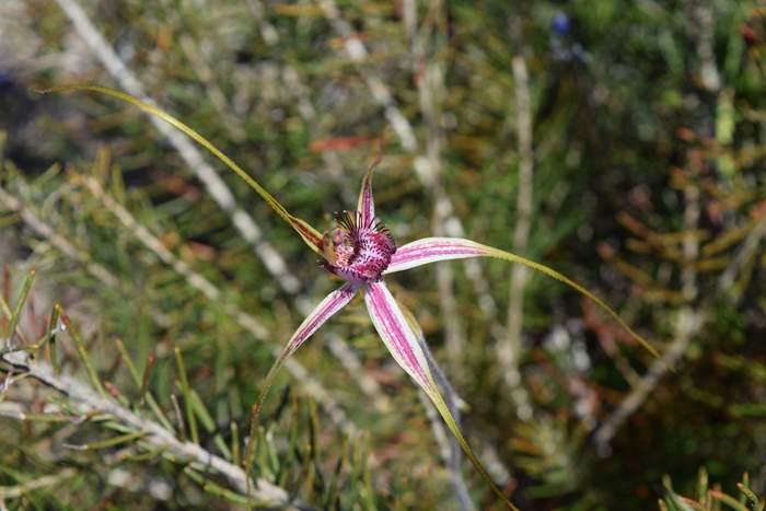 Caladenia - Orchid-Badgingarra-Vern-Westbrook-walk-Sep-2018p0006.JPG